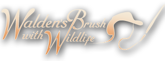 Walden's Brush With Wildlife - Website Logo
