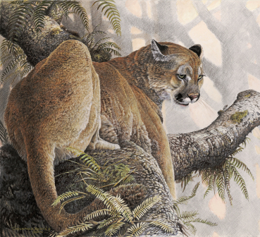 mountain lion